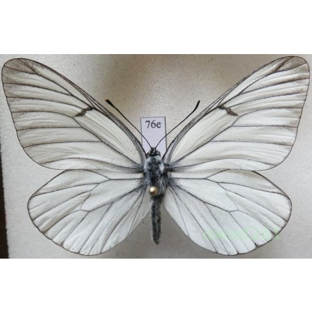 Aporia crataegi (Linnaeus, 1758) male Niestrzęp głogowiec Poland76e